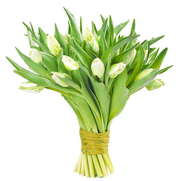 20 Białych Tulipanów - wysyłka cała Polska