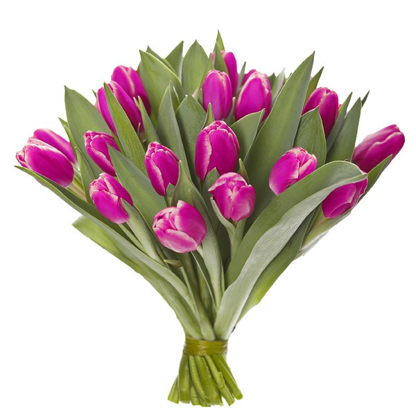 Tulipany na Dzień Kobiet - wysyłka cała Polska